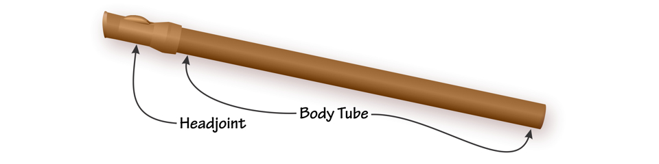 Basic Anatomy